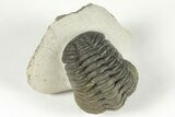 Detailed Austerops Trilobite - Excellent Eyes #204228-2